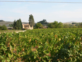 FATTORIA CARPINETA FONTALPINO