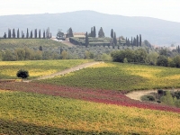 Poggio Bonelli Castelnuovo Berardenga