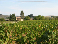 FATTORIA CARPINETA FONTALPINO